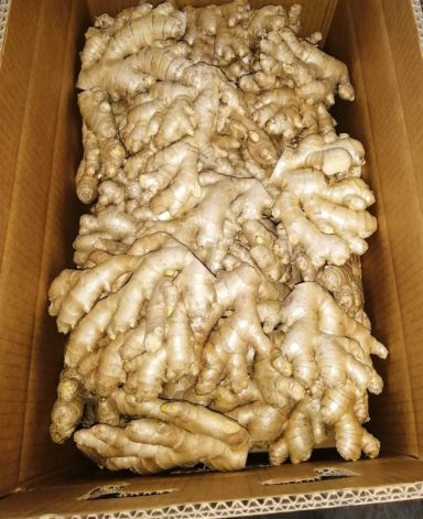 Certified organic ginger roots packed in export boxes by Inkawald Germany
