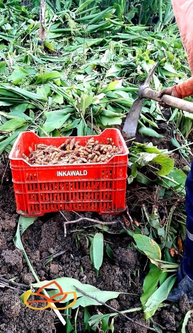 Huerto de Curcuma Fresh turmeric roots harvested in Inkawald certified orchard in Peru