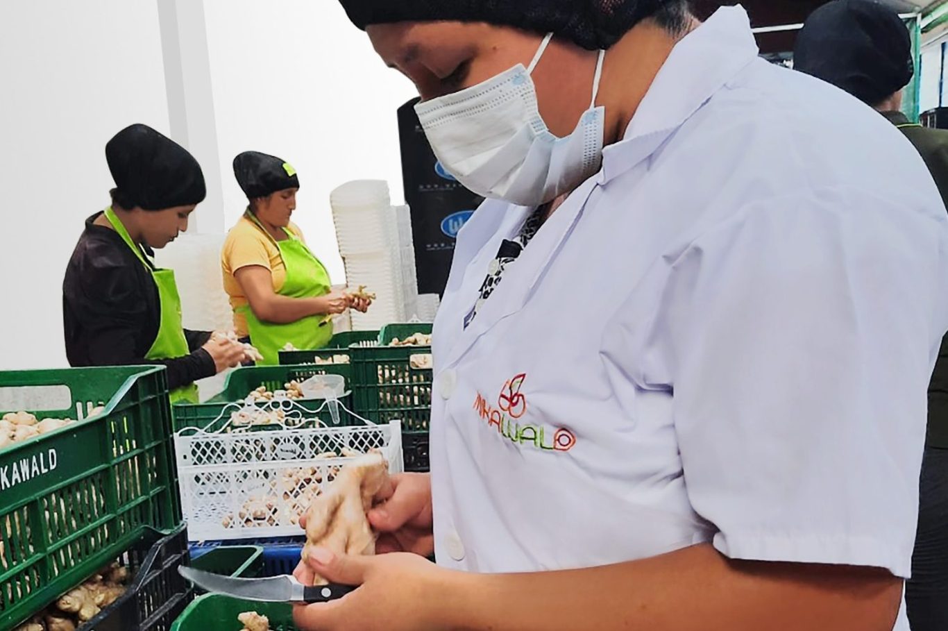 Inkawald quality control workers inspecting and packaging organic fruits in Peru