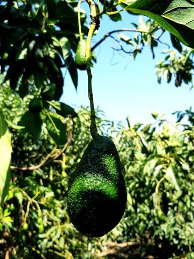 Hass avocado hanging from tree in certified organic orchard in Peru