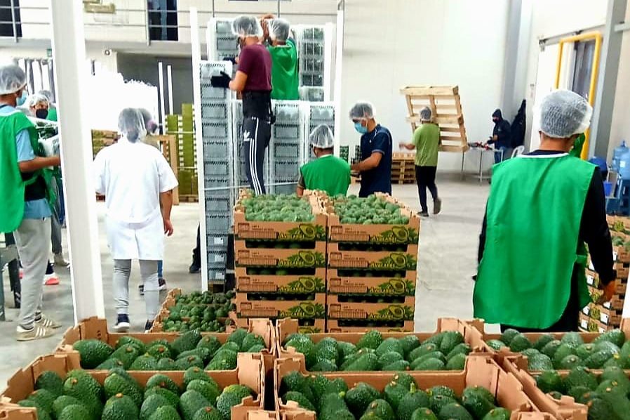 Workers sorting and packing fresh fruits in Inkawald certified packaging facility in Peru