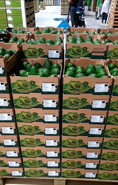 Hass avocados packed in Inkawald export boxes ready for shipment to European market