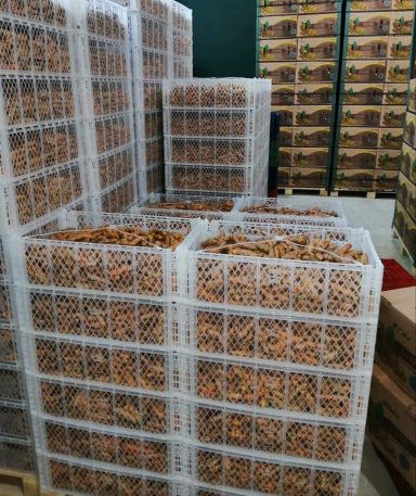 Fresh organic turmeric roots in Inkawald plastic crates ready for export to Europe