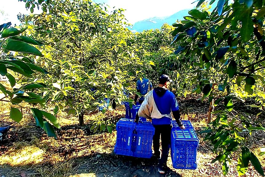 Peruvian farmer harvesting fresh fruits in certified orchard for export to Europe