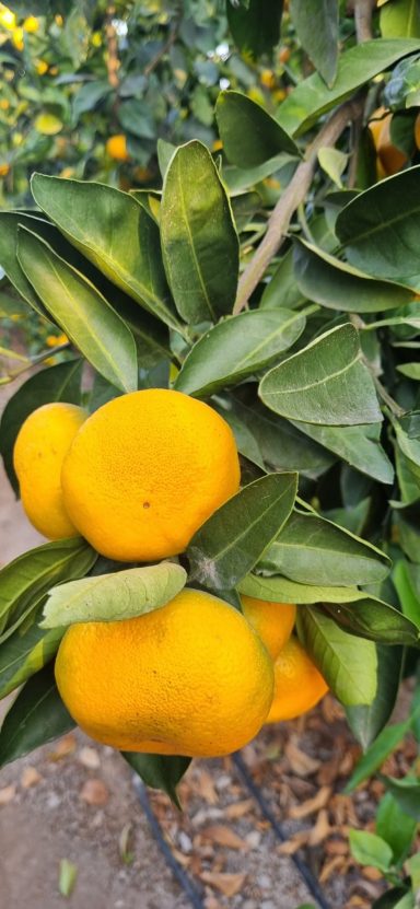 Fresh Satsuma mandarins on tree in certified Peruvian orchard ready for export to Europe